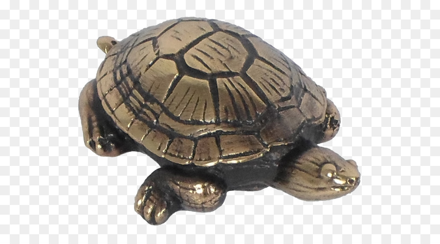 Tortugas，Tortuga PNG