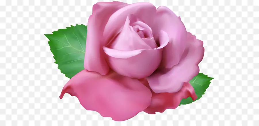 Rosas De Jardín，Rosa De Repollo PNG