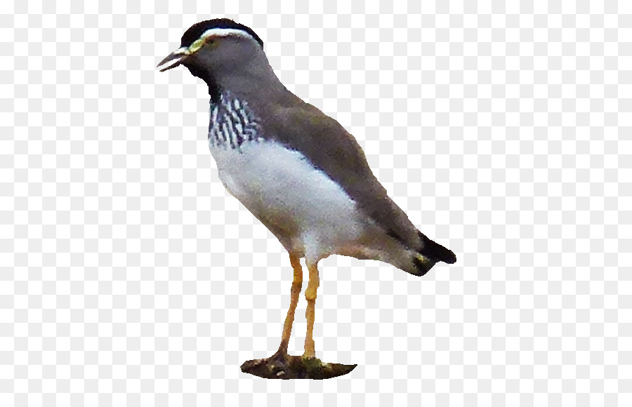 Gaviotas，Ave Acuática PNG