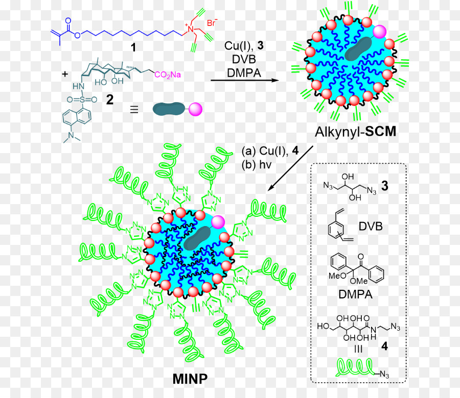 Nanopartícula，Proteína PNG