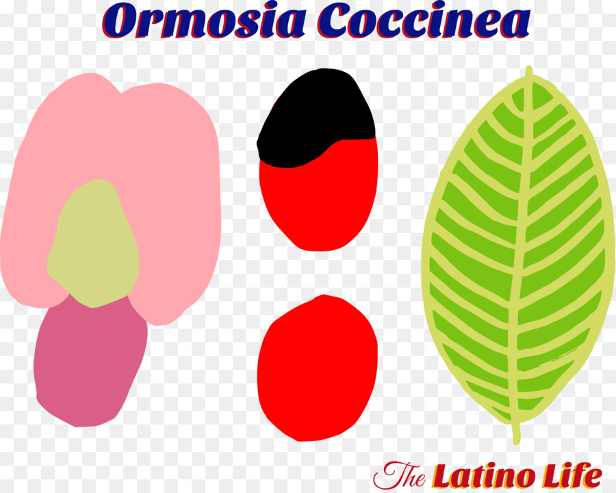 Ormosia Coccinea，La Semilla PNG