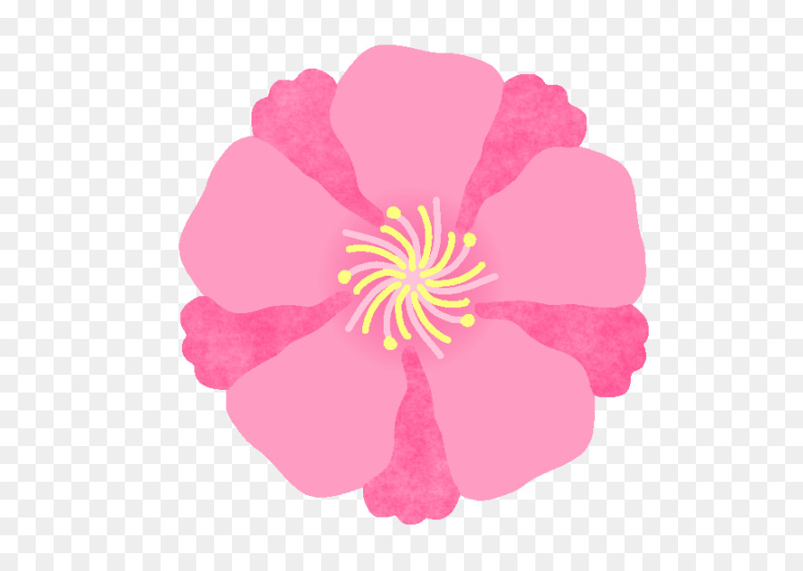 Camellia De Sasanqua，Camelia Japonesa PNG