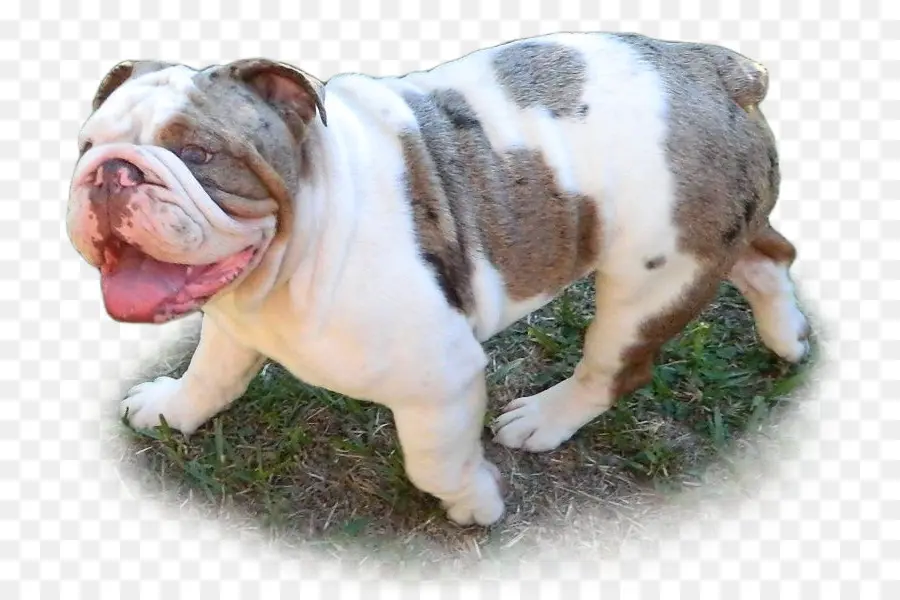 Bulldog De Juguete，Dorset Olde Tyme Bulldogge PNG