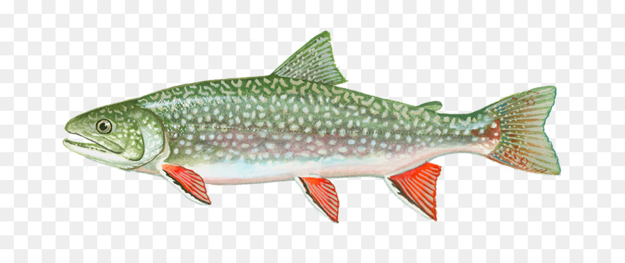 La Trucha，El Salmón Coho PNG