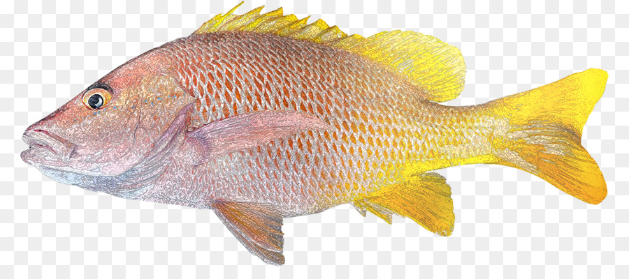 El Norte De Pargo Rojo，Los Peces PNG