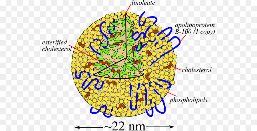 Lipoproteínas De Baja Densidad，Colesterol PNG