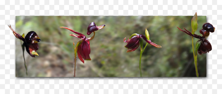 Orquídea De Pato Grande，Calana PNG