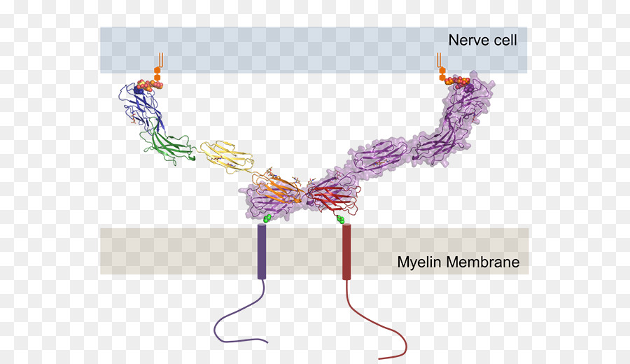 Diagrama，Animal PNG