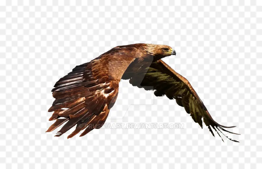 Aves，Golden Eagle PNG