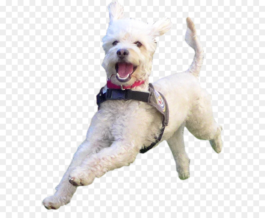 West Highland White Terrier，Perro Maltés PNG