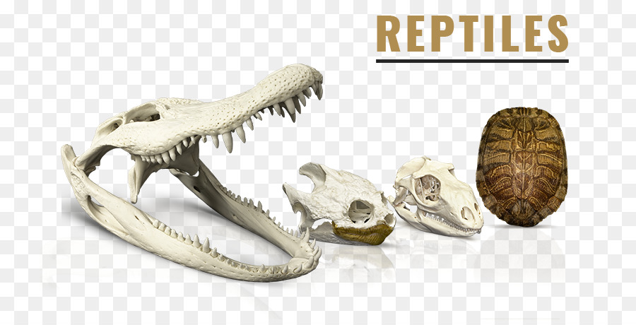 Museo De Osteología，Reptiles PNG