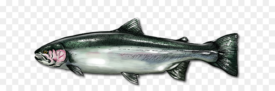 Salmón Coho，Pescado Aceitoso PNG