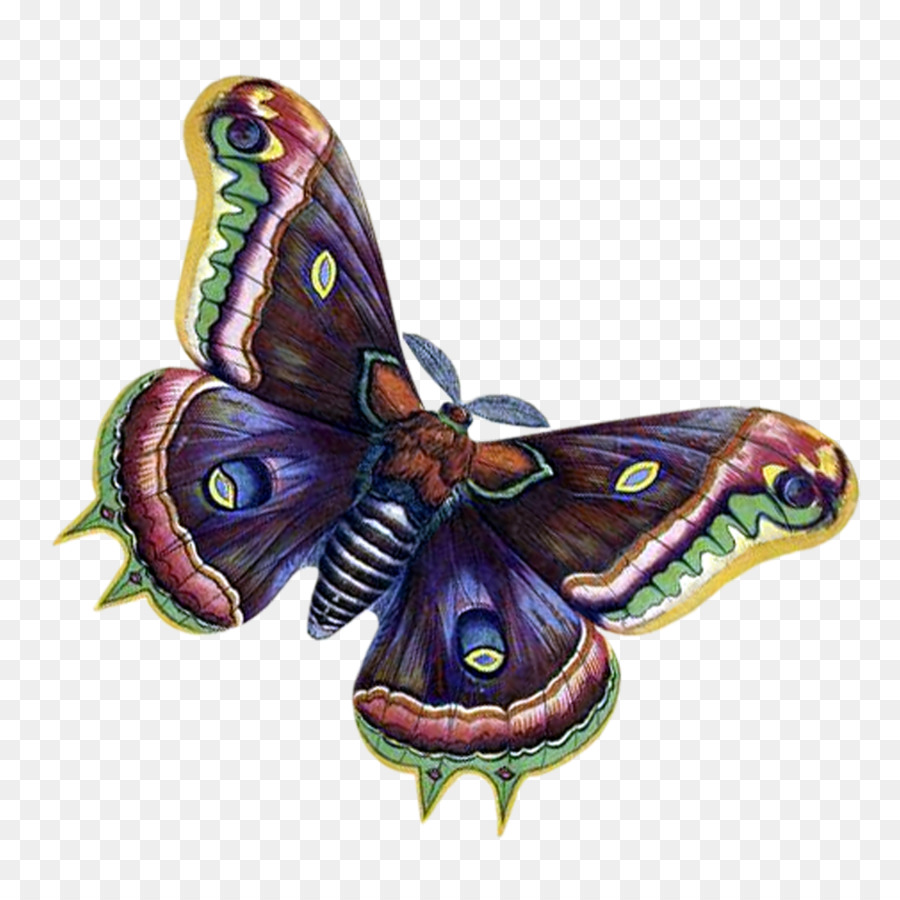 Mariposa Monarca，Mariposa PNG