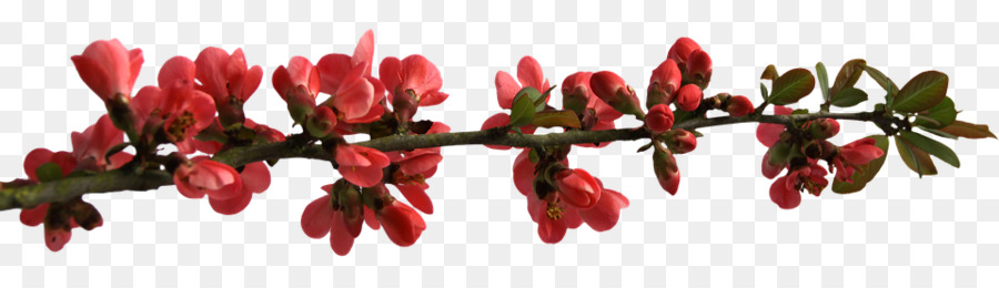 Fondo De Escritorio，Flor PNG