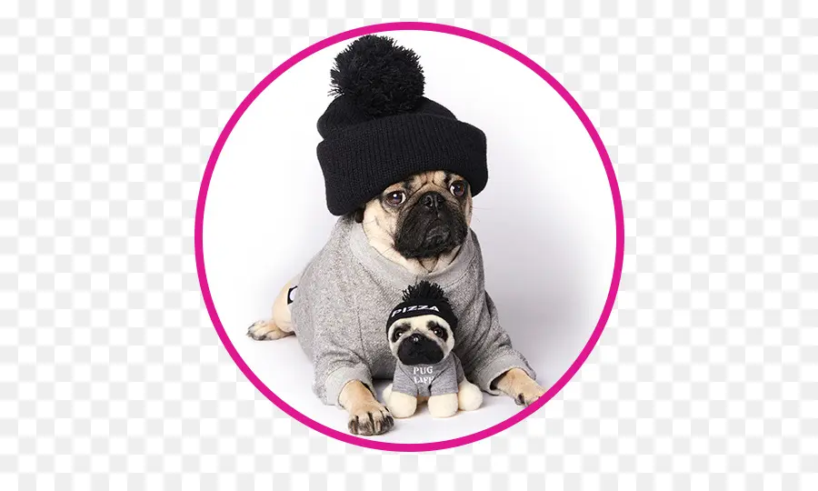 Pug，Cachorro PNG