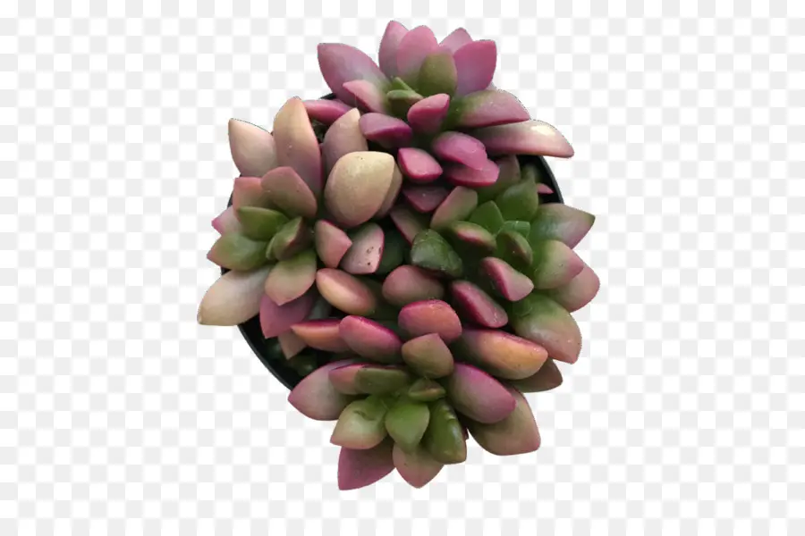 Planta Suculenta，Cactus PNG