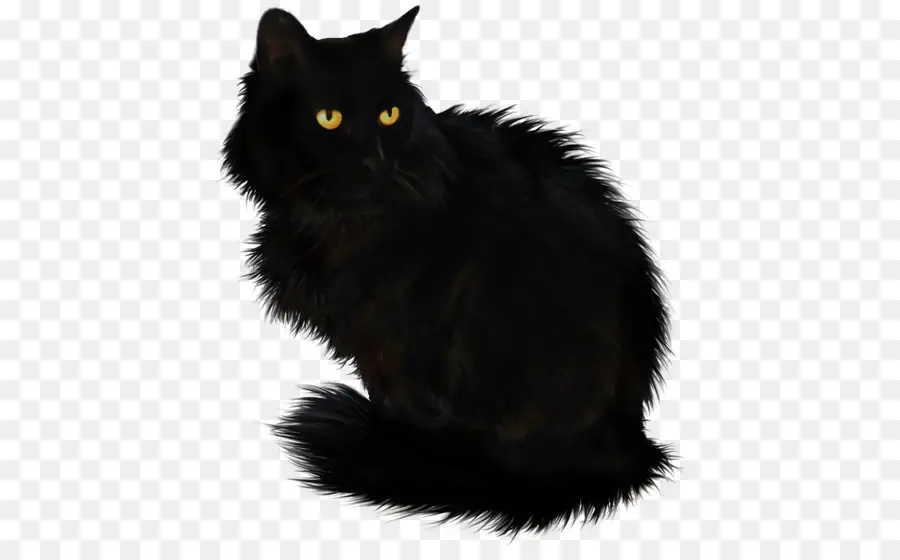 Gato Negro，Maine Coon PNG