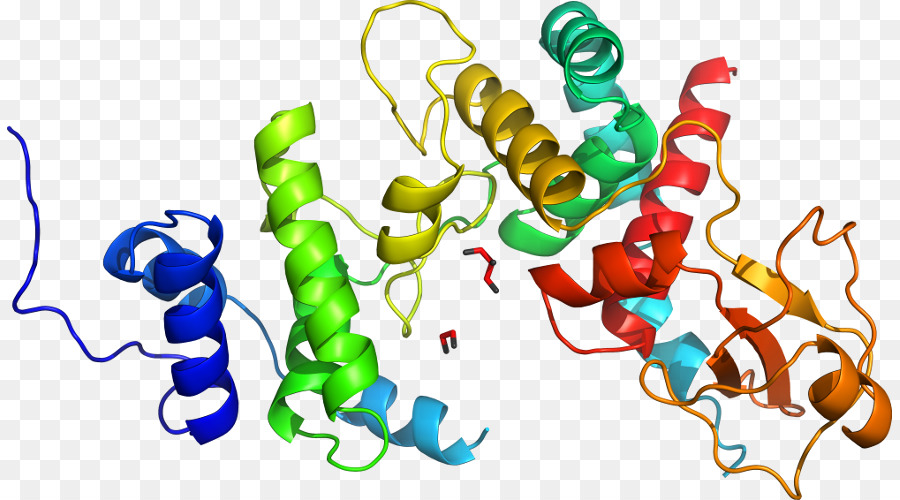 Estructura De La Proteína，Molécula PNG