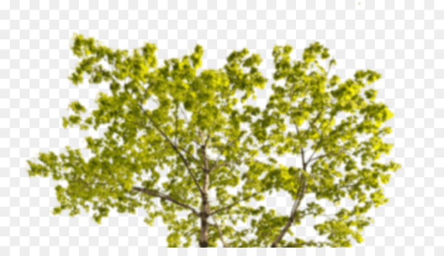 árbol，Maple De Noruega PNG