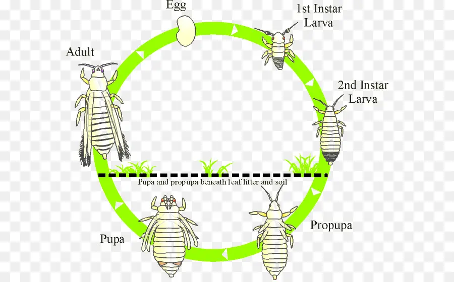 Los Trips，Los Insectos PNG