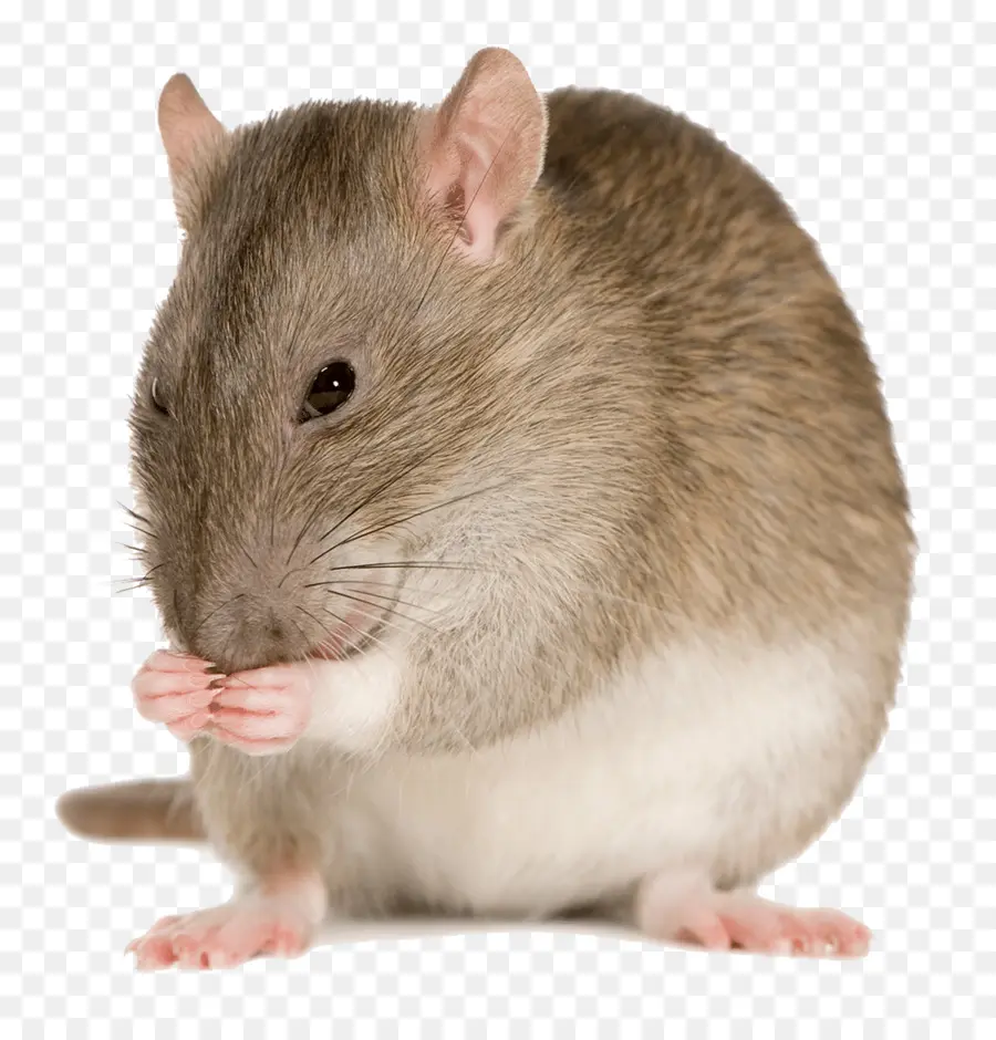 Ratón，Rata PNG