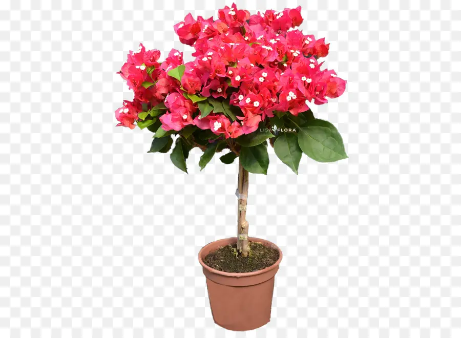 Azalea，Maceta PNG