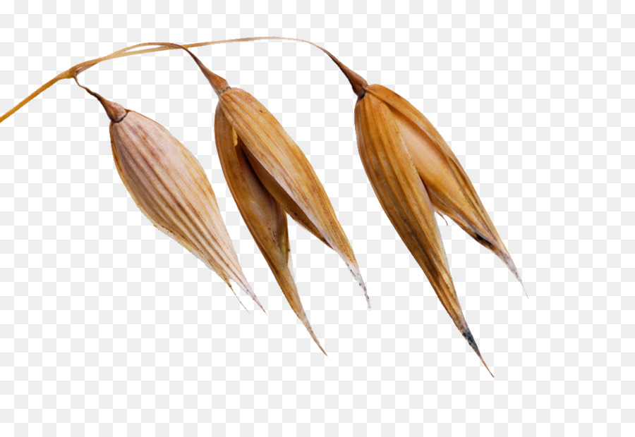 Avena，Maíz PNG