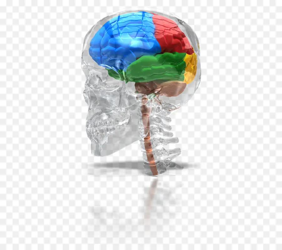 Pensamiento，Cerebro PNG