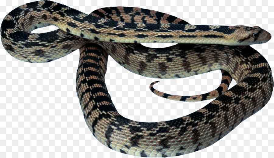 Serpiente，Reptil PNG