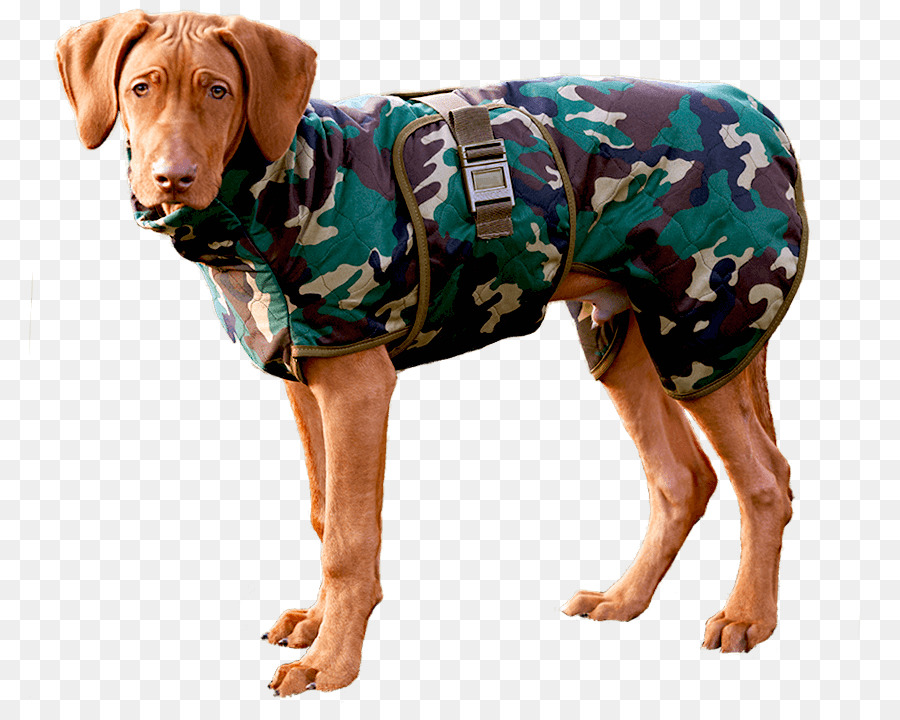 Raza De Perro，Perro PNG