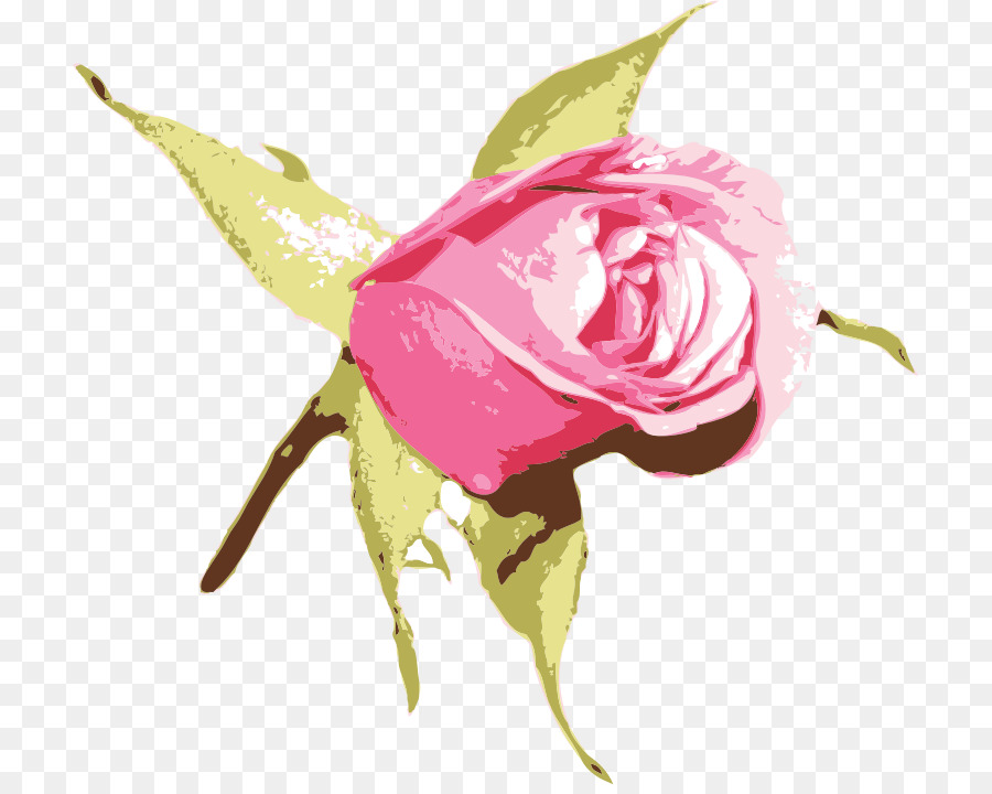 Rosa，Flor PNG