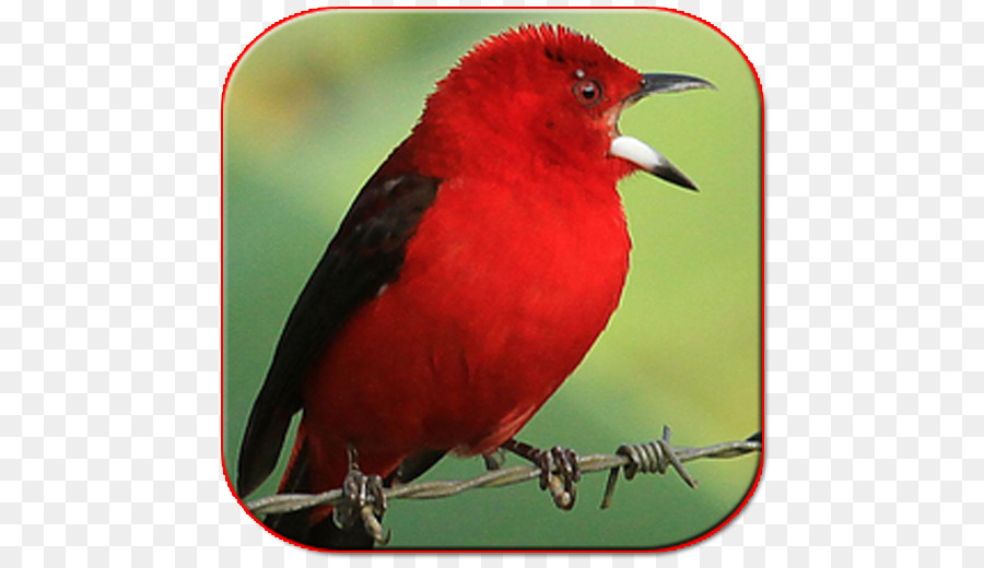 Aves，La Canción Sholawat PNG