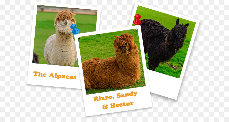 Alpaca，Llama PNG