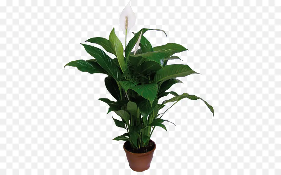 Spathiphyllum Wallisii，Planta De Interior PNG