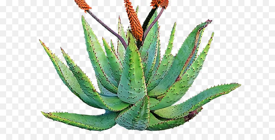 Aloe Vera，Planta Suculenta PNG