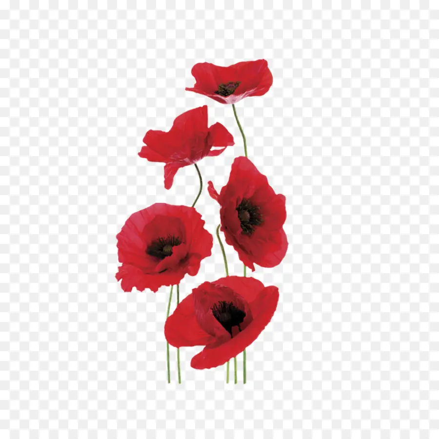 Amapolas Rojas，Florecer PNG