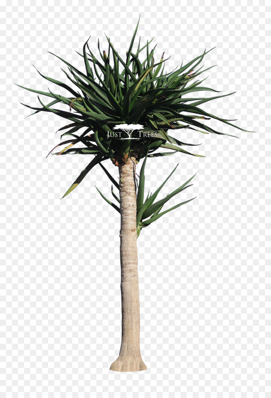 Árbol，Naturaleza PNG