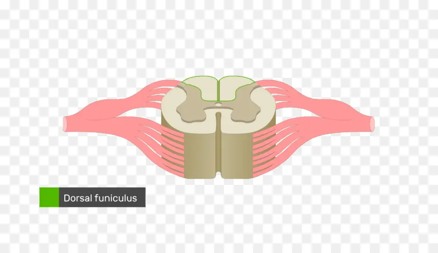 Médula Espinal，Nervio Espinal PNG
