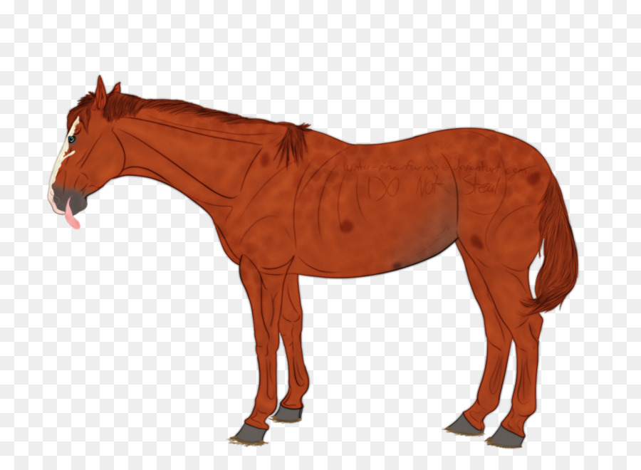 Caballo，Equino PNG