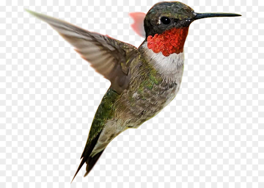 Colibrí，Pájaro PNG