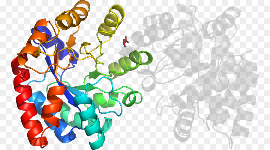 Estructura De La Proteína，Molécula PNG