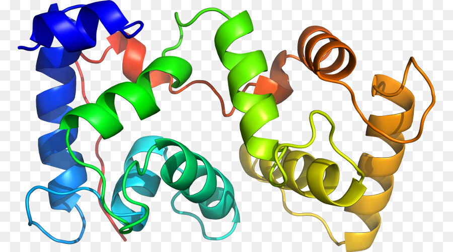 Estructura De La Proteína，Molécula PNG