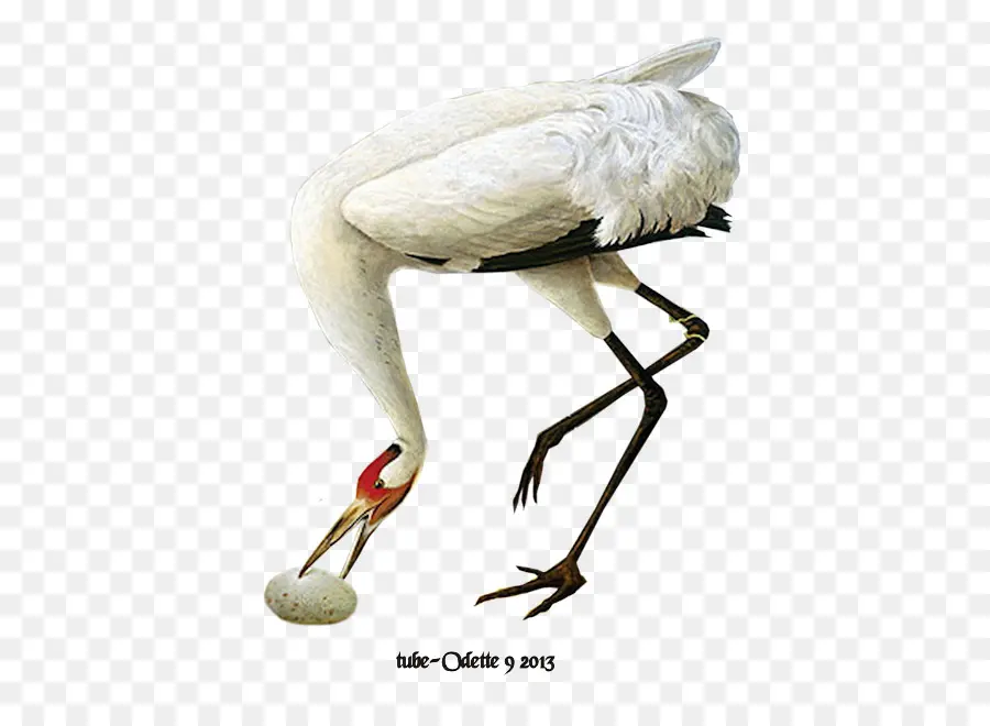 Pájaro，Cigüeña Blanca PNG