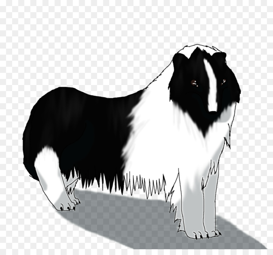 Border Collie，Collie áspero PNG