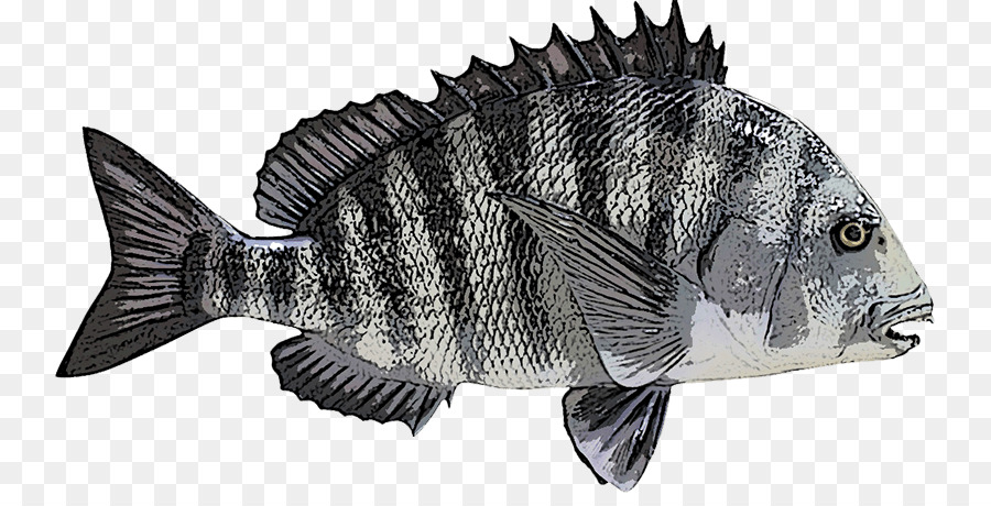 Cabezal De Oveja，Pesca PNG