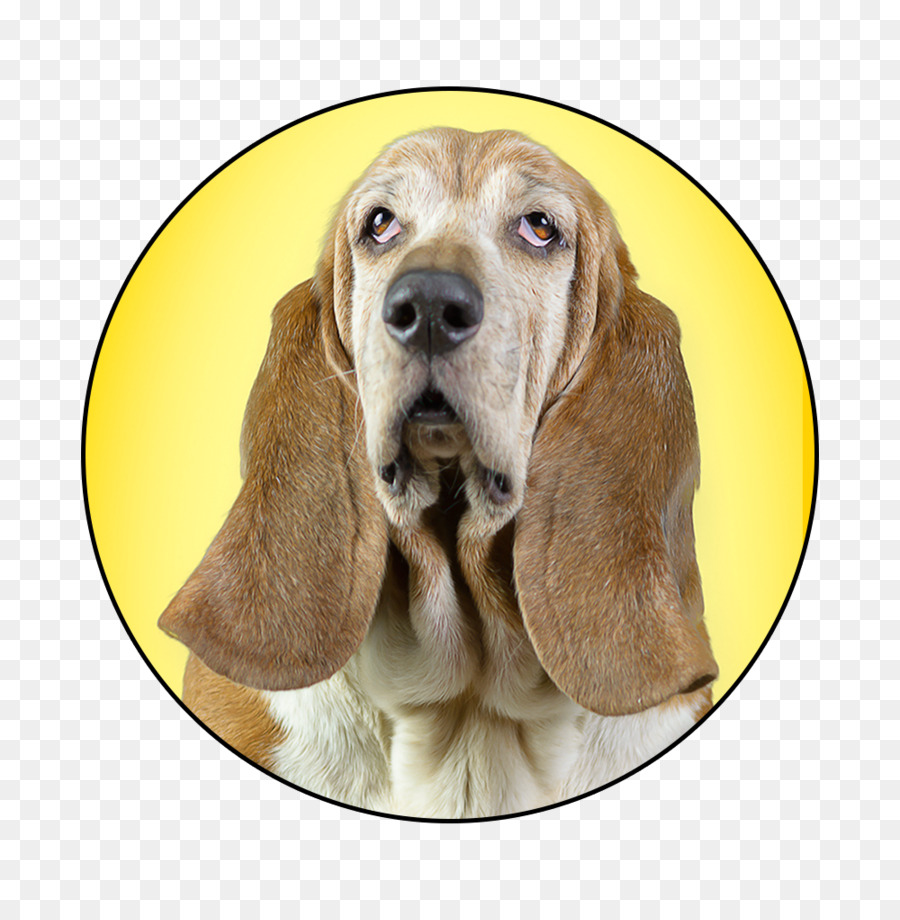 Sabueso，Basset Hound PNG