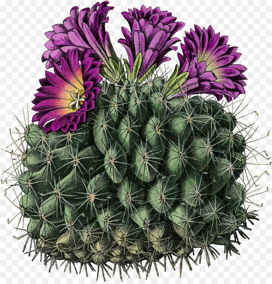 Cactus Con Flores，Flores Moradas PNG