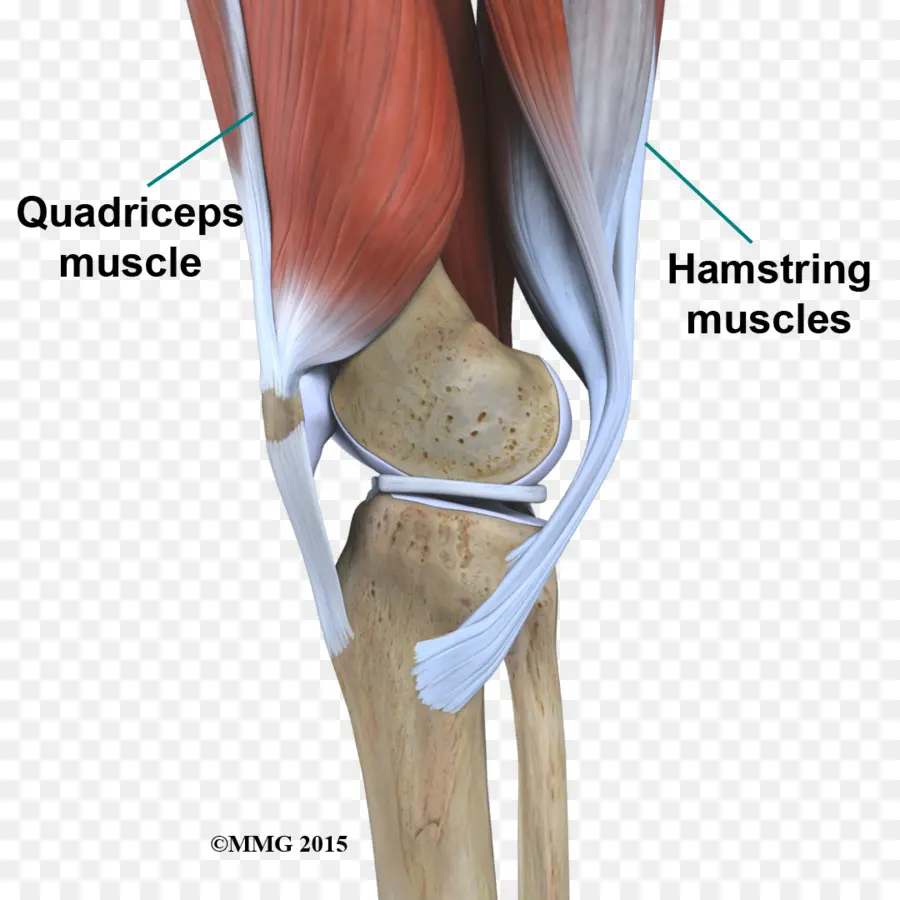 Rodilla，Anatomía PNG