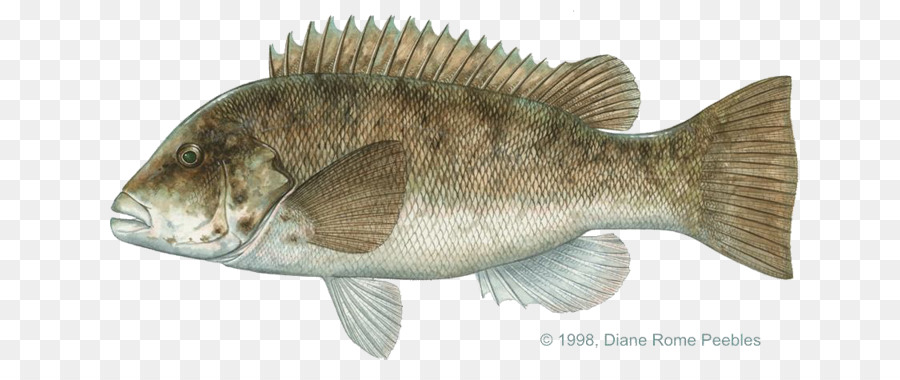 La Tilapia，Tautog PNG