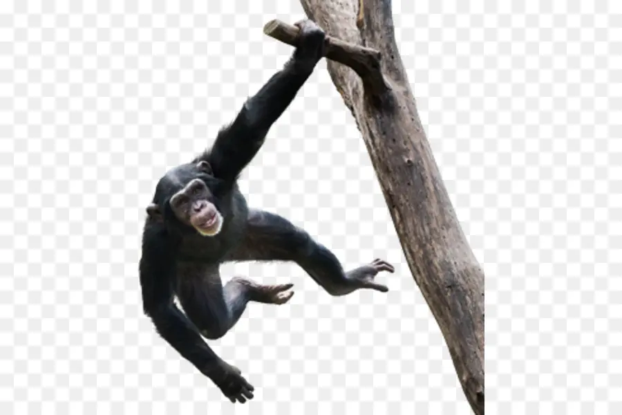 Chimpancé，Primate PNG